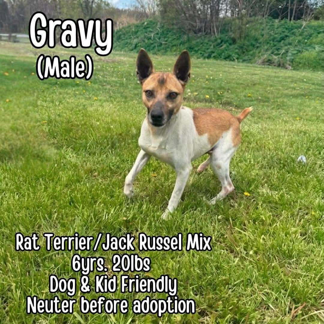 Enlarge Gravy, a ADOPTABLE mixed breed in Westwood, NJ image 2/4