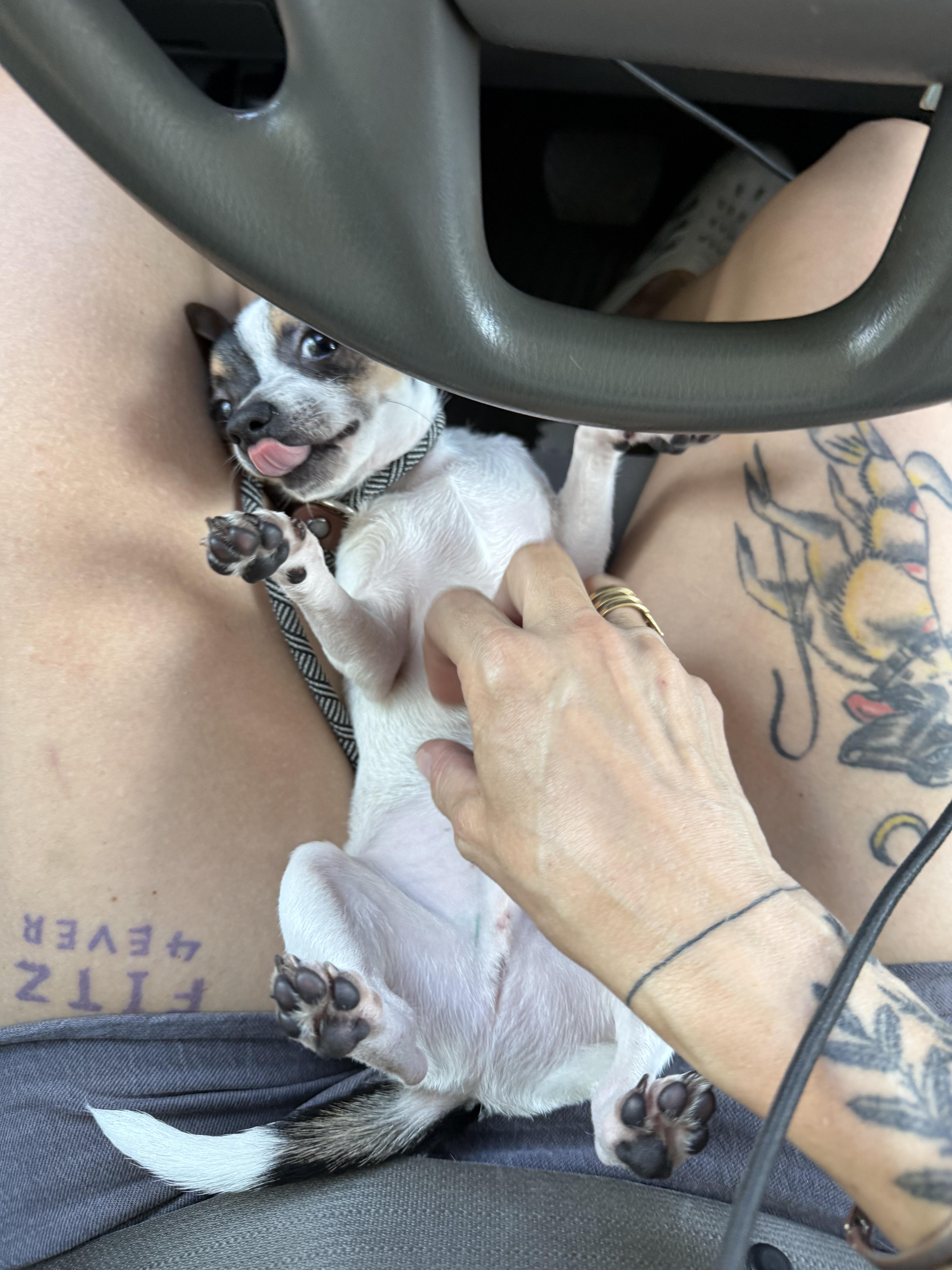 Enlarge Hamster, an adopted Chihuahua in New Orleans, LA image 6/6