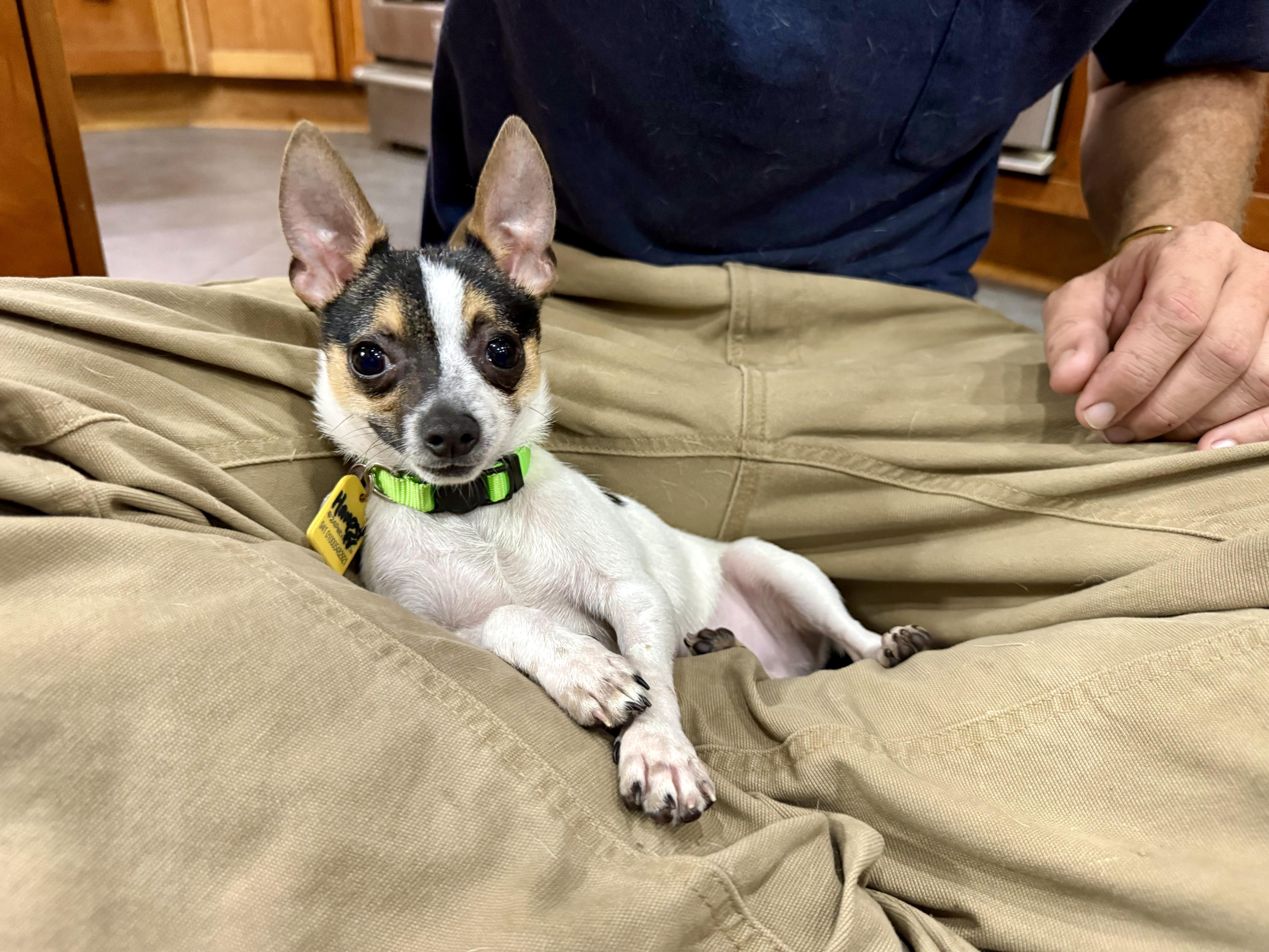 Enlarge Hamster, an adopted Chihuahua in New Orleans, LA image 2/6