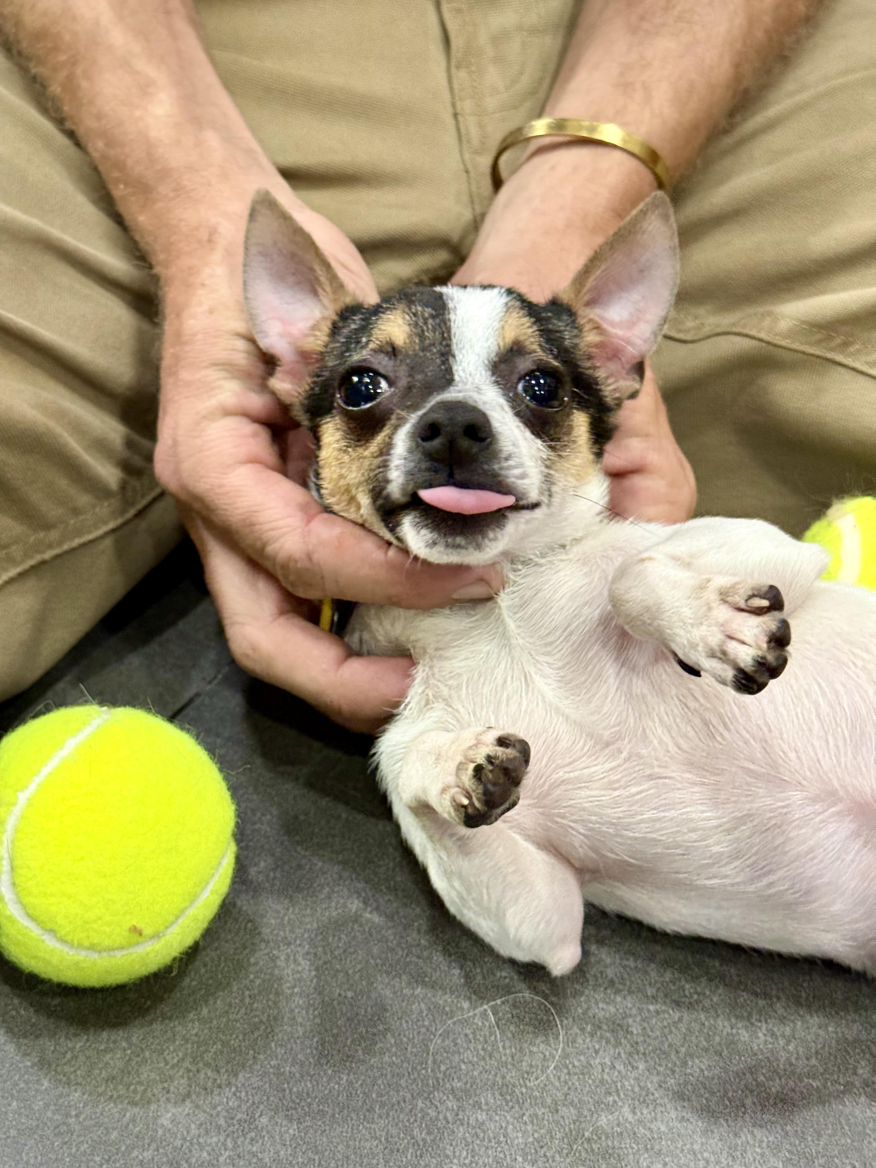 Enlarge Hamster, an adopted Chihuahua in New Orleans, LA image 1/6