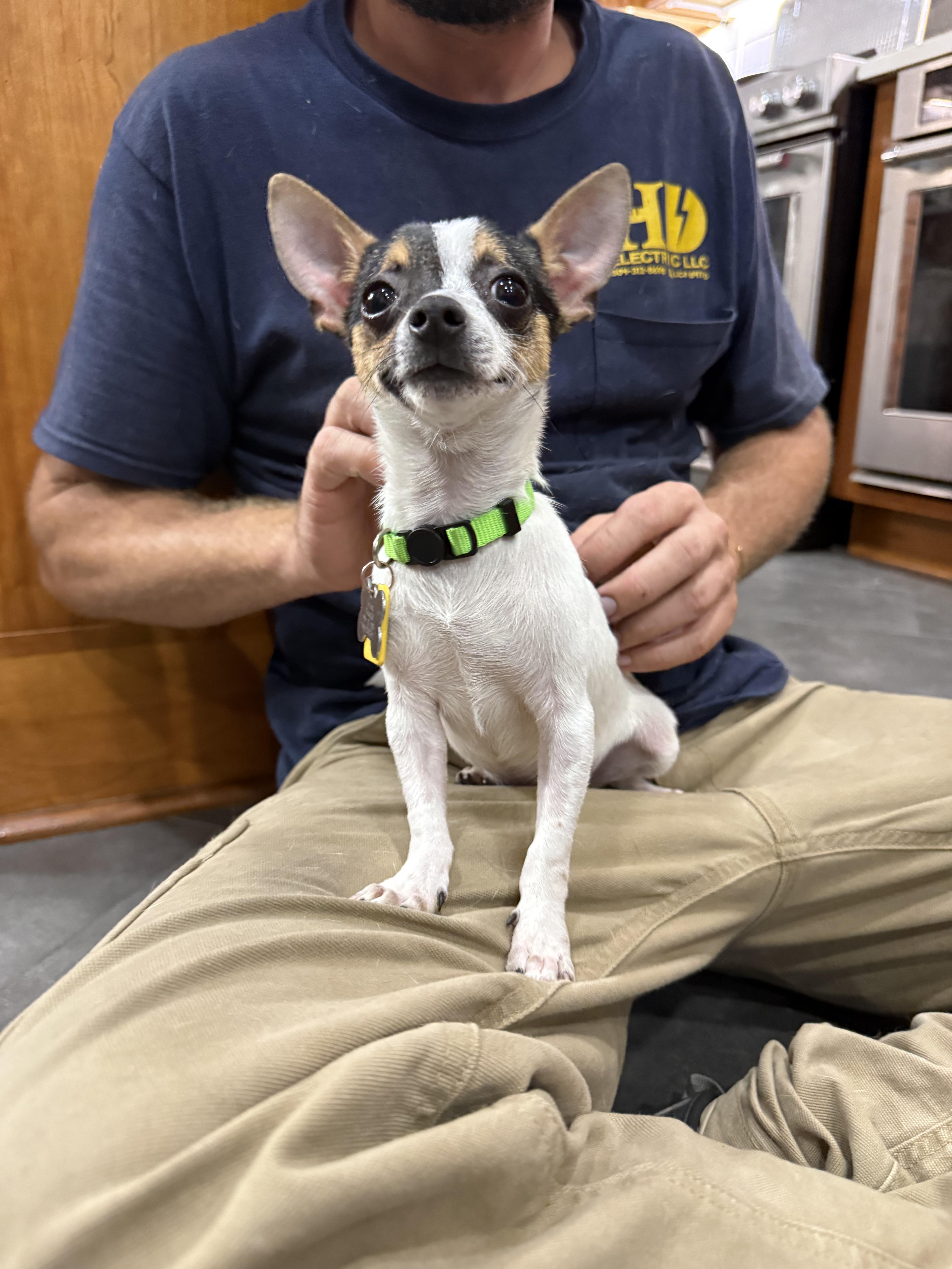 Enlarge Hamster, an adopted Chihuahua in New Orleans, LA image 3/6