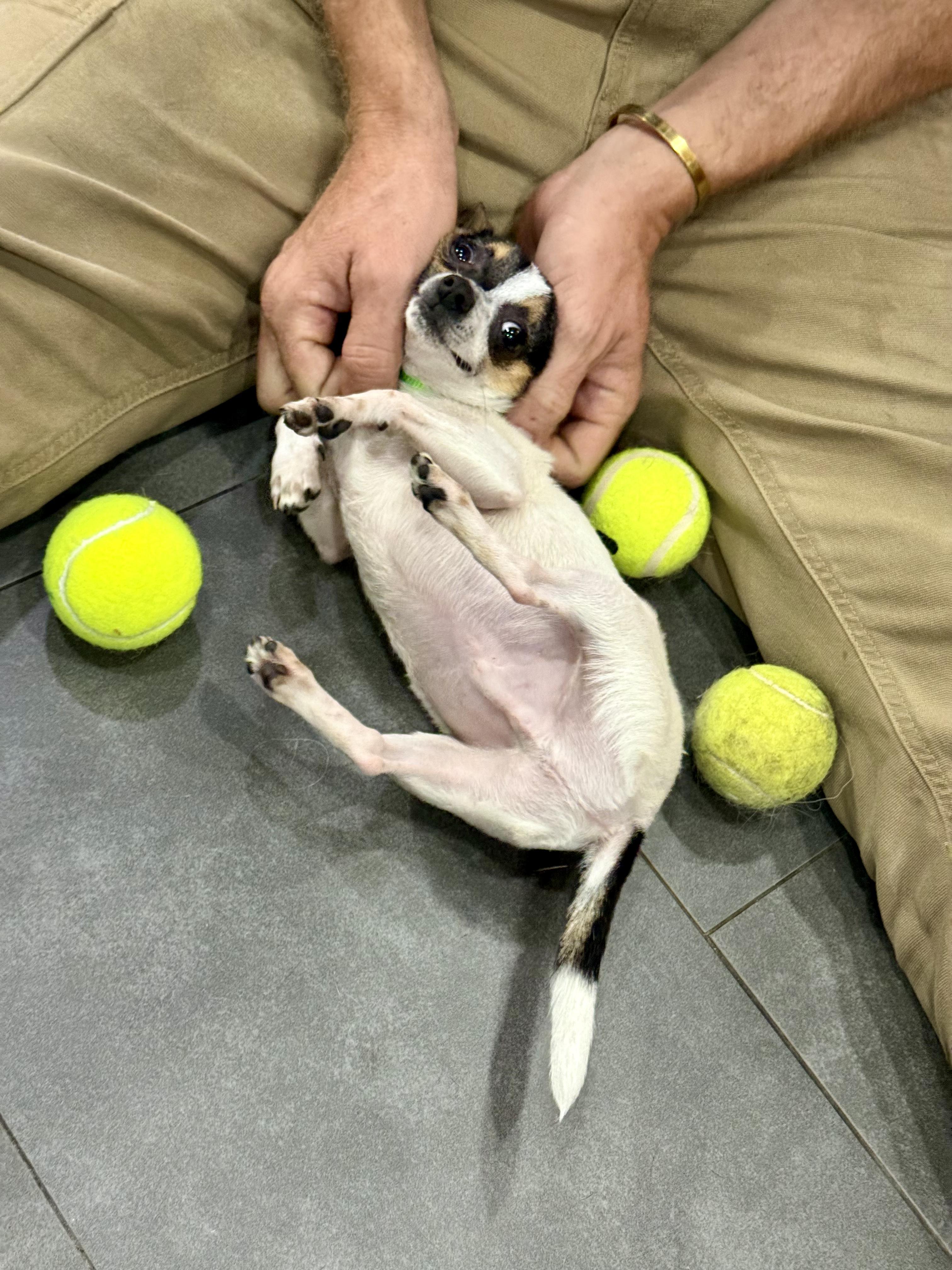 Enlarge Hamster, an adopted Chihuahua in New Orleans, LA image 4/6
