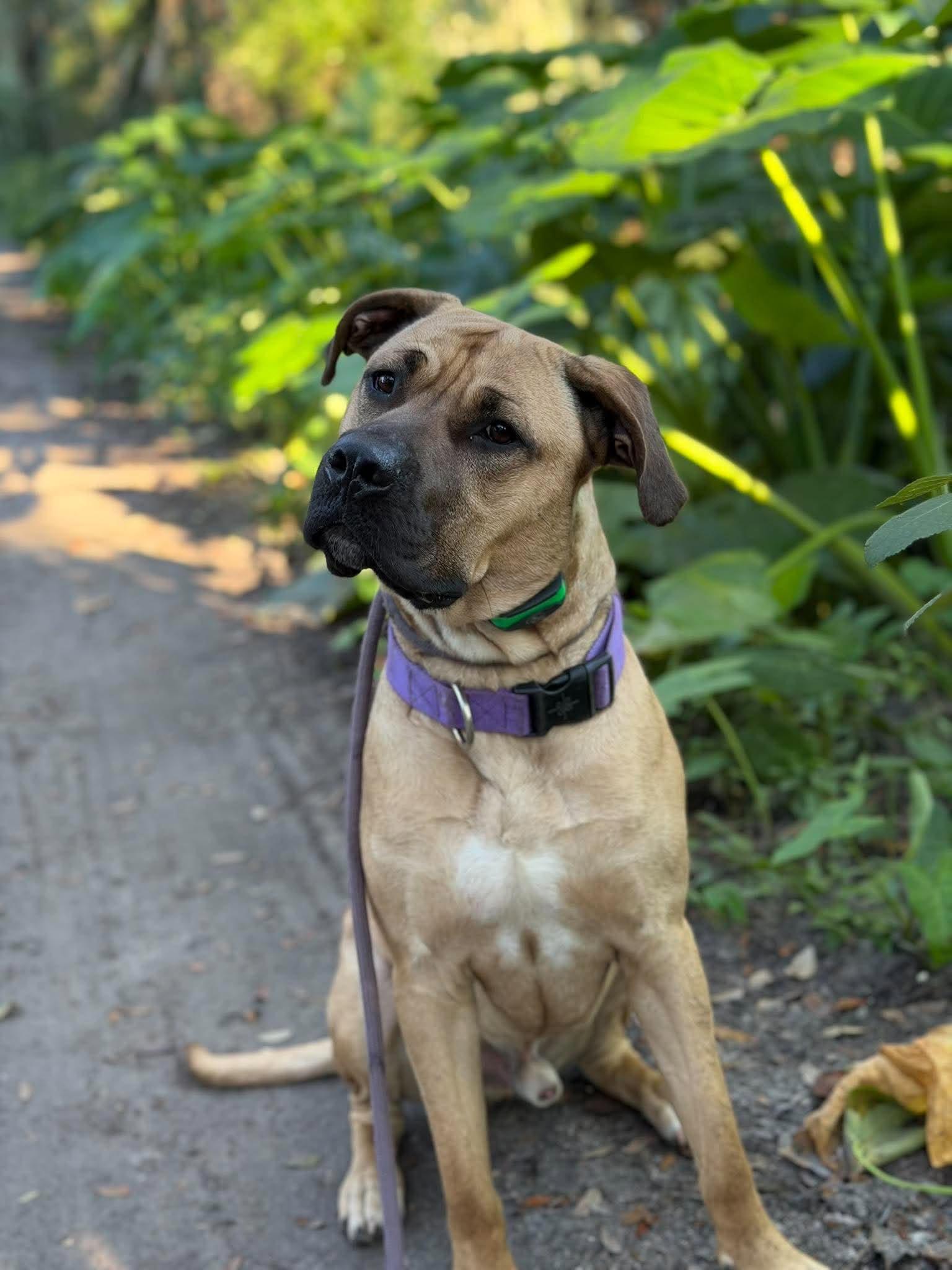 Enlarge Diesel, a Adoptable Mastiff in Lakeland, FL image 3/6