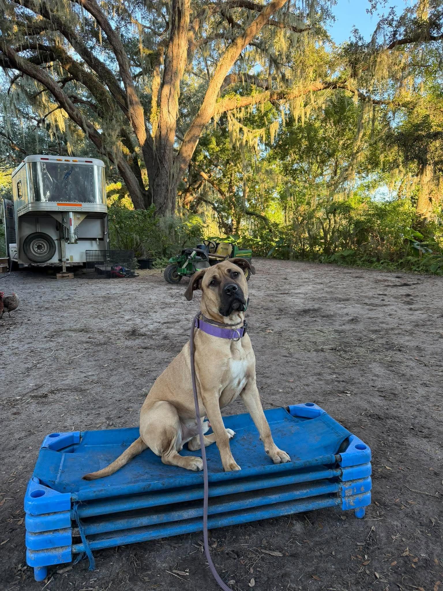 Enlarge Diesel, a Adoptable Mastiff in Lakeland, FL image 5/6