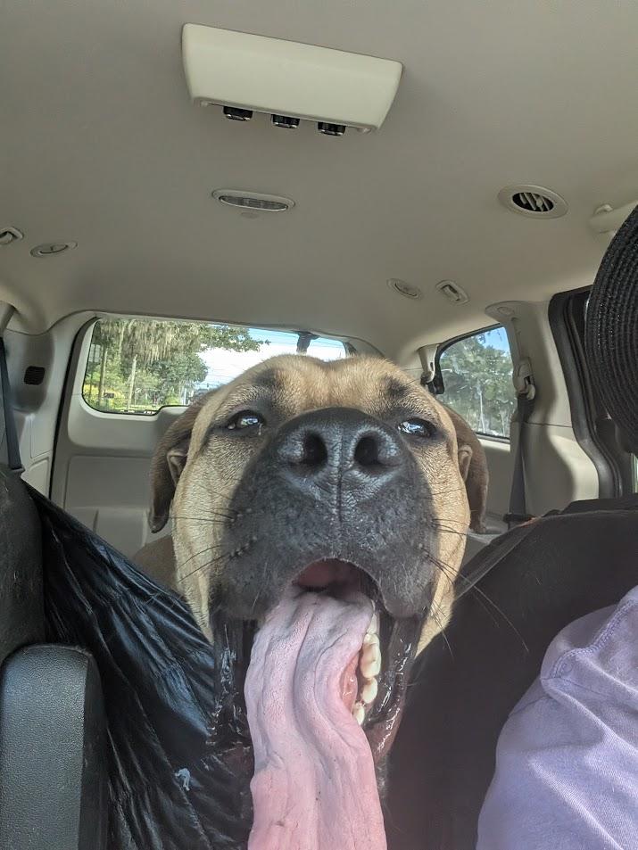 Enlarge Diesel, a Adoptable Mastiff in Lakeland, FL image 6/6