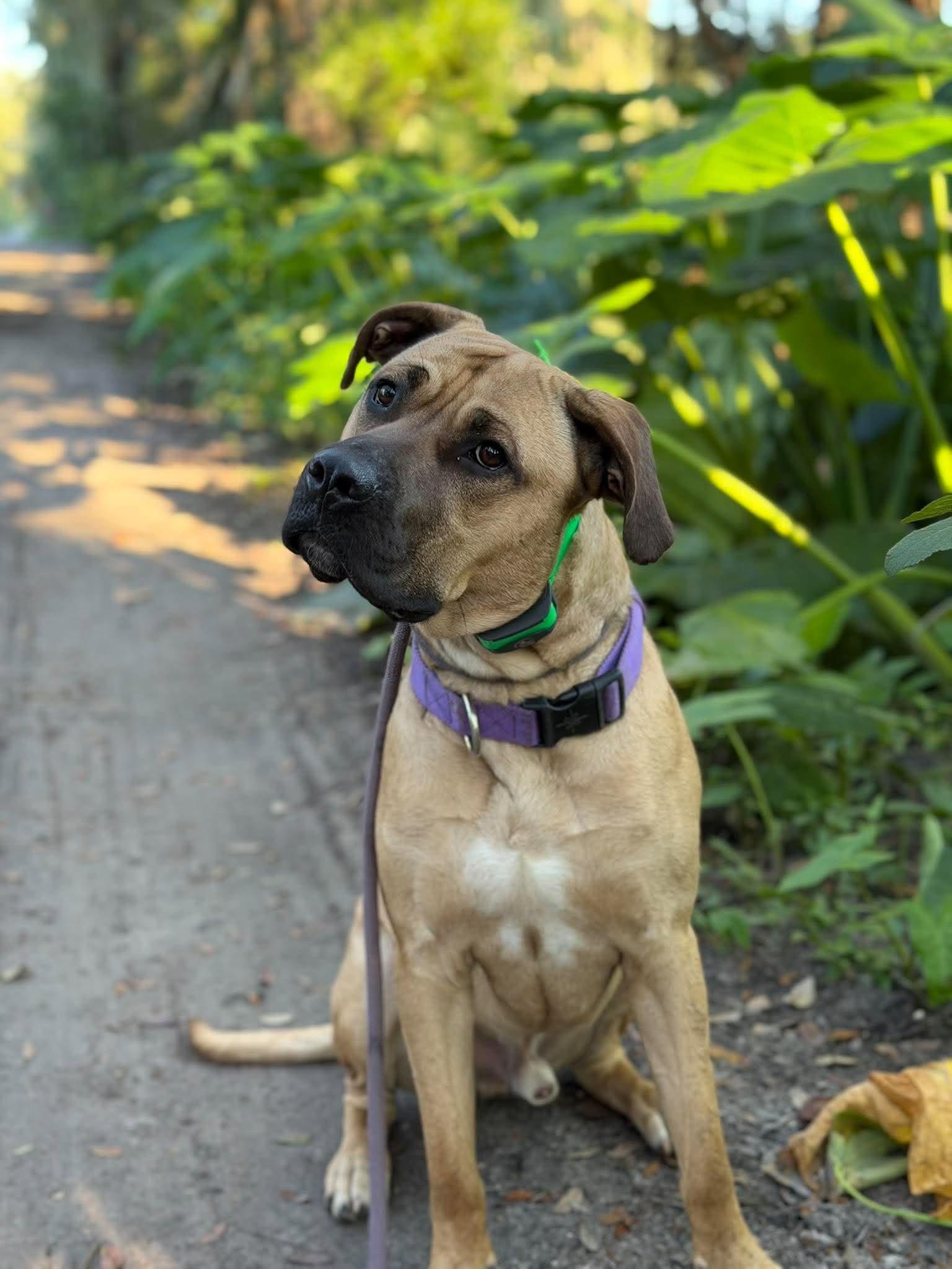 Enlarge Diesel, a Adoptable Mastiff in Lakeland, FL image 4/6