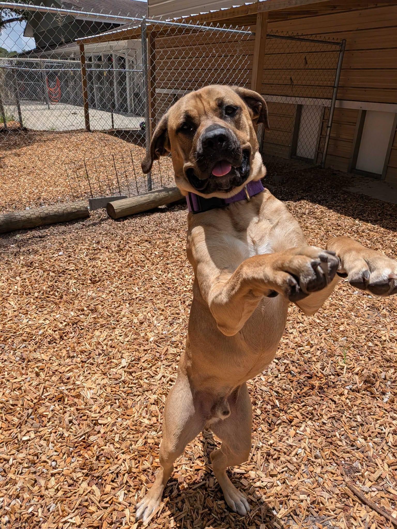 Enlarge Diesel, a Adoptable Mastiff in Lakeland, FL image 2/6