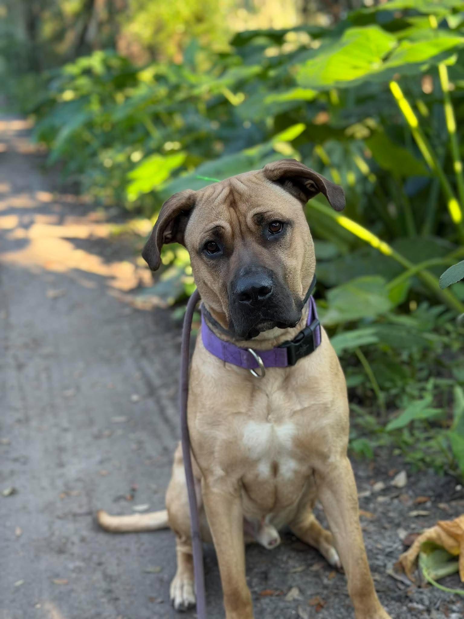 Diesel, Adoptable, Young Male Mastiff.