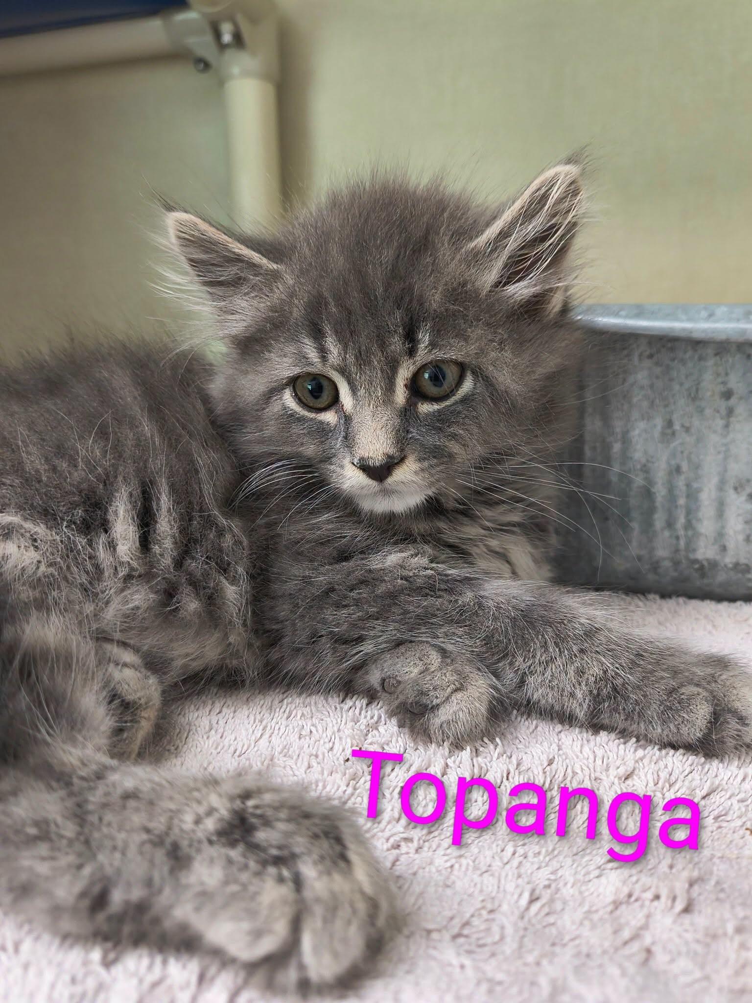 Topanga, adopted, Kitten Female Domestic Long Hair.