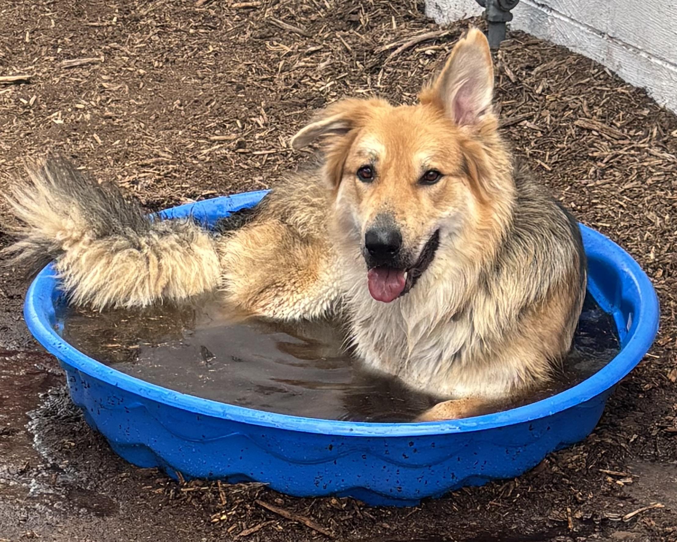 Enlarge Veldor, a Adoptable mixed breed in Lakewood, CO image 4/6