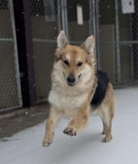 Enlarge Veldor, a Adoptable mixed breed in Lakewood, CO image 1/6