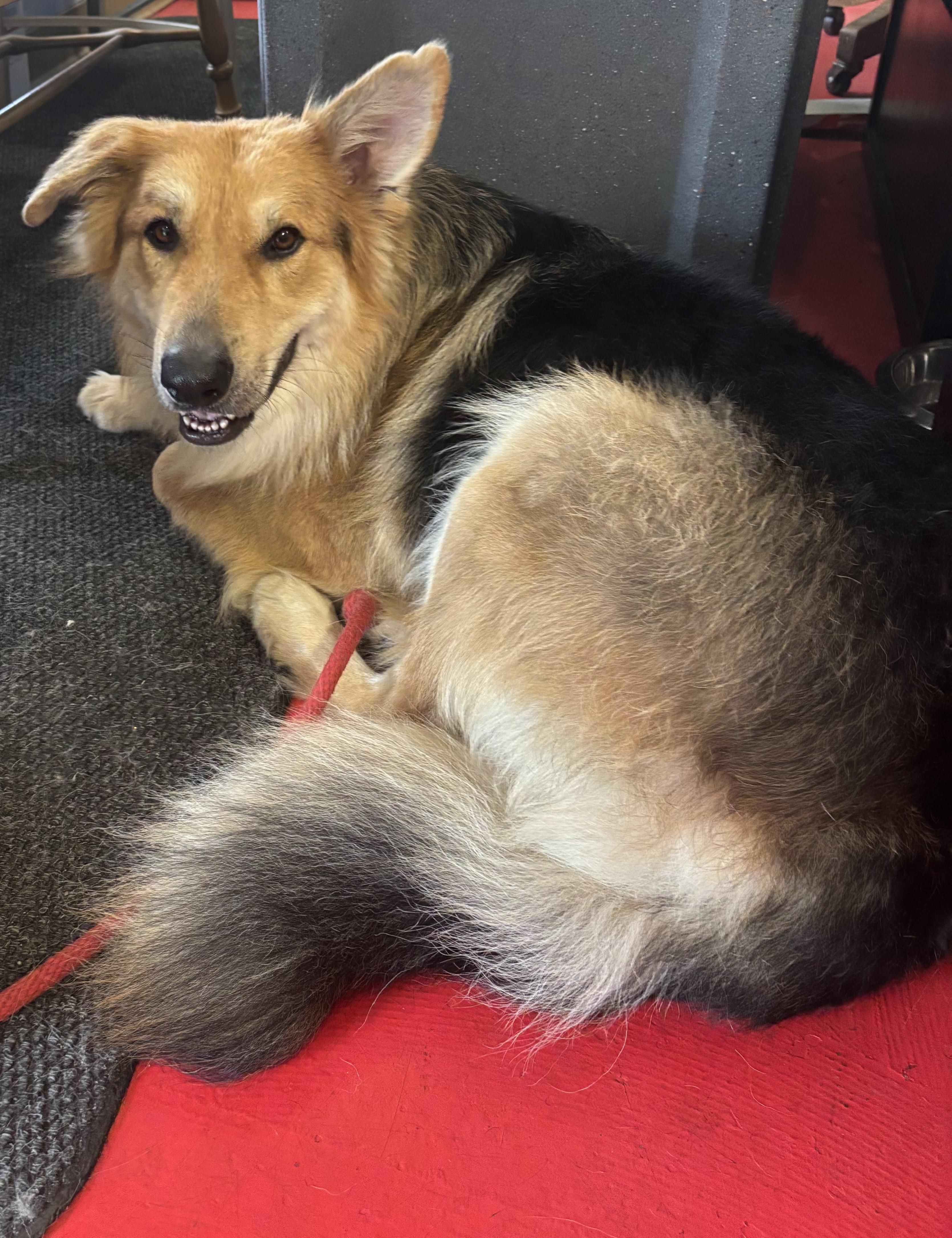 Enlarge Veldor, a Adoptable mixed breed in Lakewood, CO image 2/6