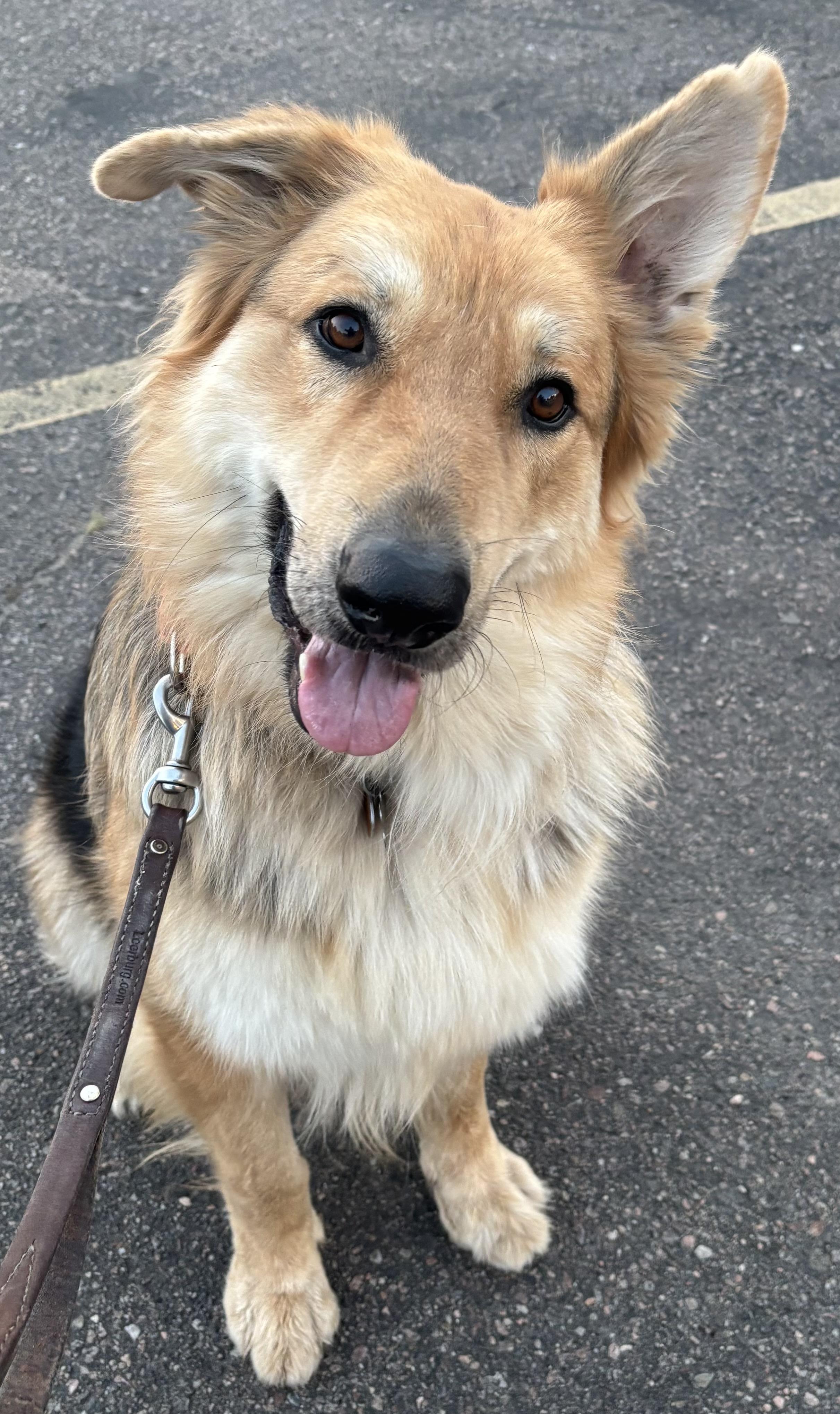 Enlarge Veldor, a Adoptable mixed breed in Lakewood, CO image 5/6