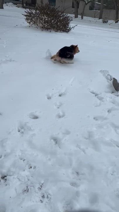 Enlarge Veldor, a Adoptable mixed breed in Lakewood, CO video 3/6
