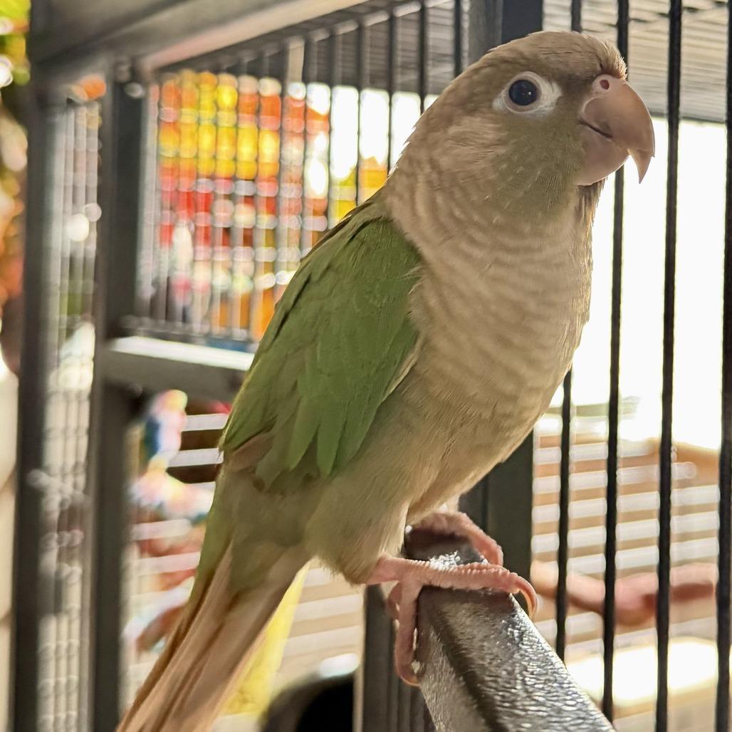 Enlarge Prinnie, an adopted Parakeet (Other) in Stokesdale, NC image 1/1