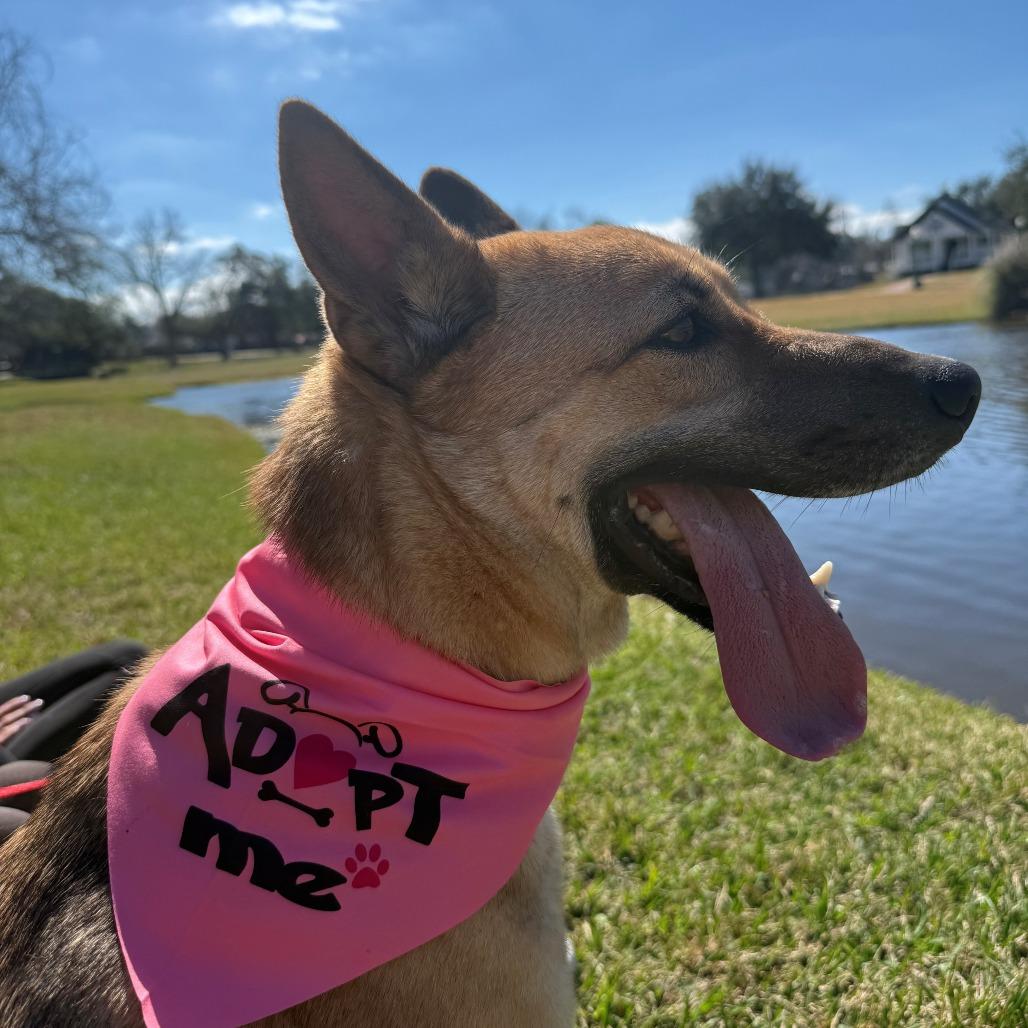 Enlarge Marily, a Adoptable mixed breed in League City, TX image 1/6