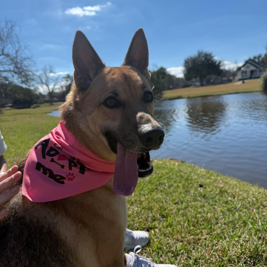 Enlarge Marily, a Adoptable mixed breed in League City, TX image 2/6