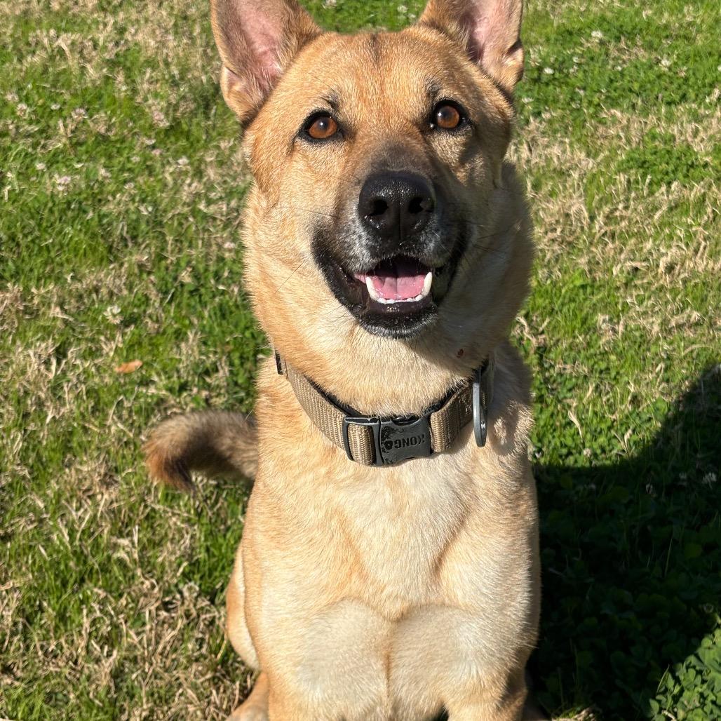 Enlarge Marily, a Adoptable mixed breed in League City, TX image 3/6