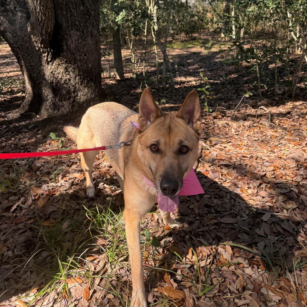 Enlarge Marily, a Adoptable mixed breed in League City, TX image 4/6