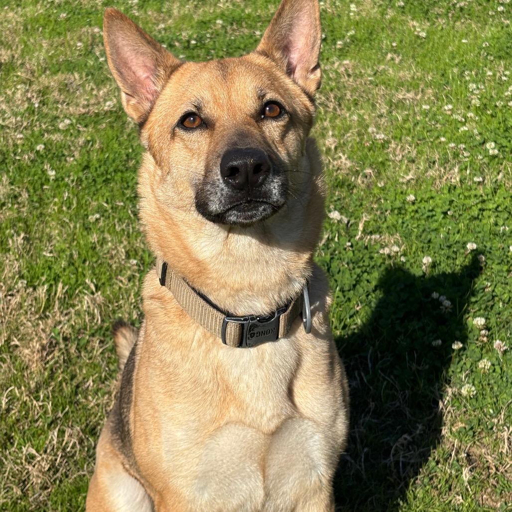 Enlarge Marily, a Adoptable mixed breed in League City, TX image 5/6