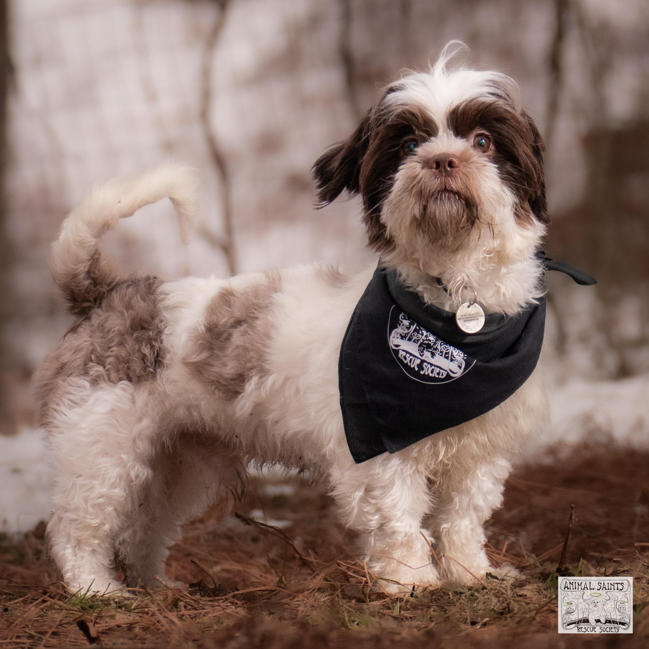 Enlarge Smiley, a Adoptable mixed breed in Fort Montgomery, NY image 2/6