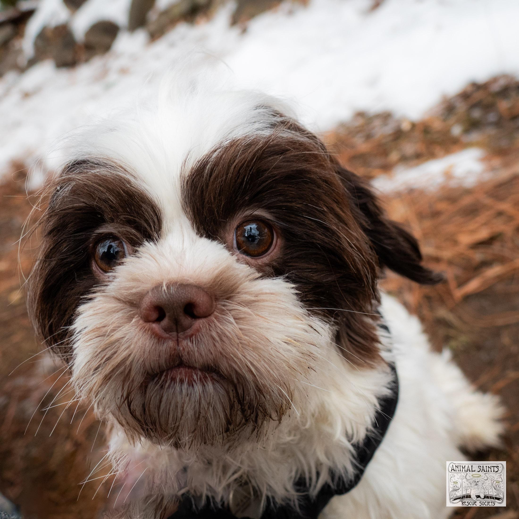 Enlarge Smiley, a Adoptable mixed breed in Fort Montgomery, NY image 3/6