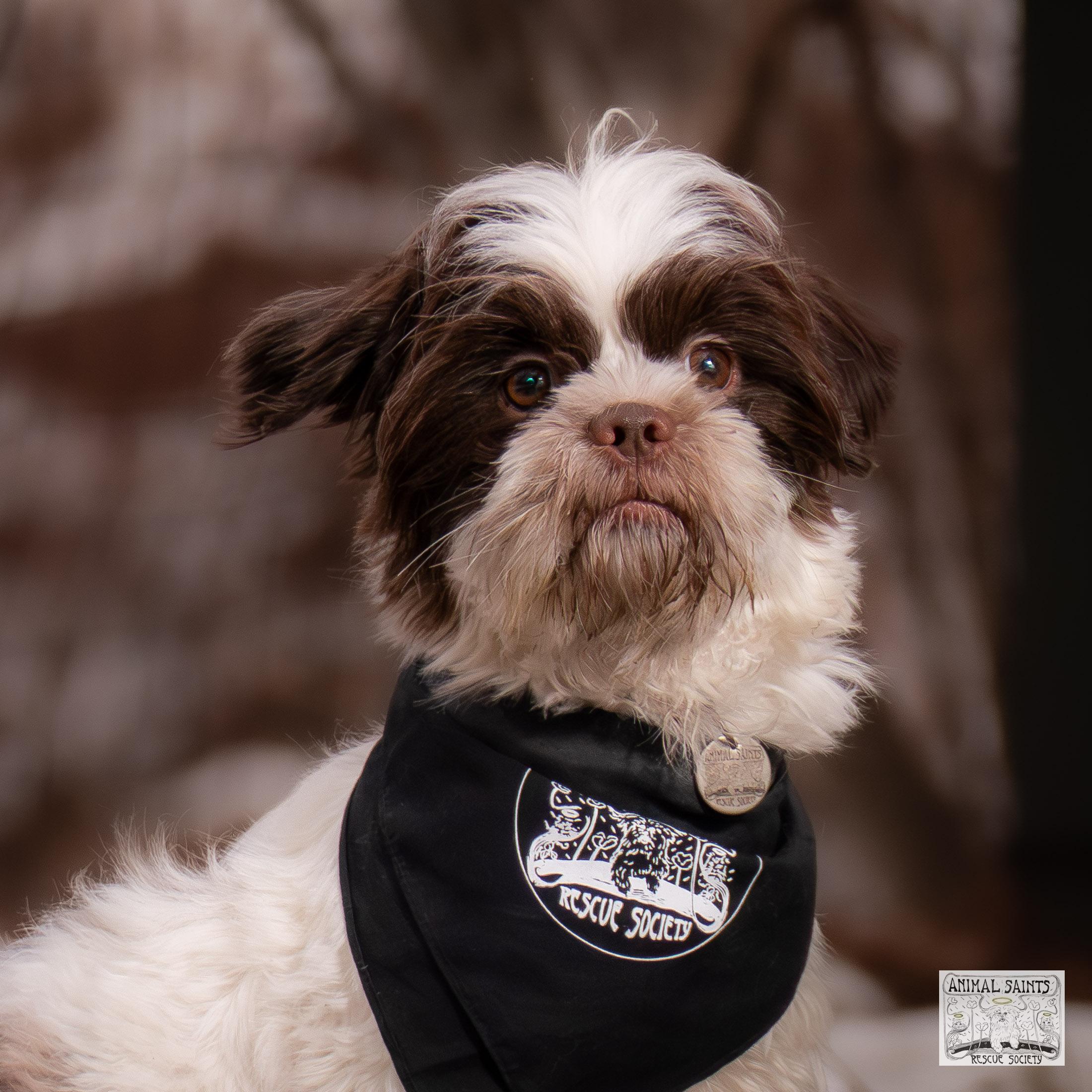 Smiley, Adoptable, Young Male Shih Tzu & Lhasa Apso.