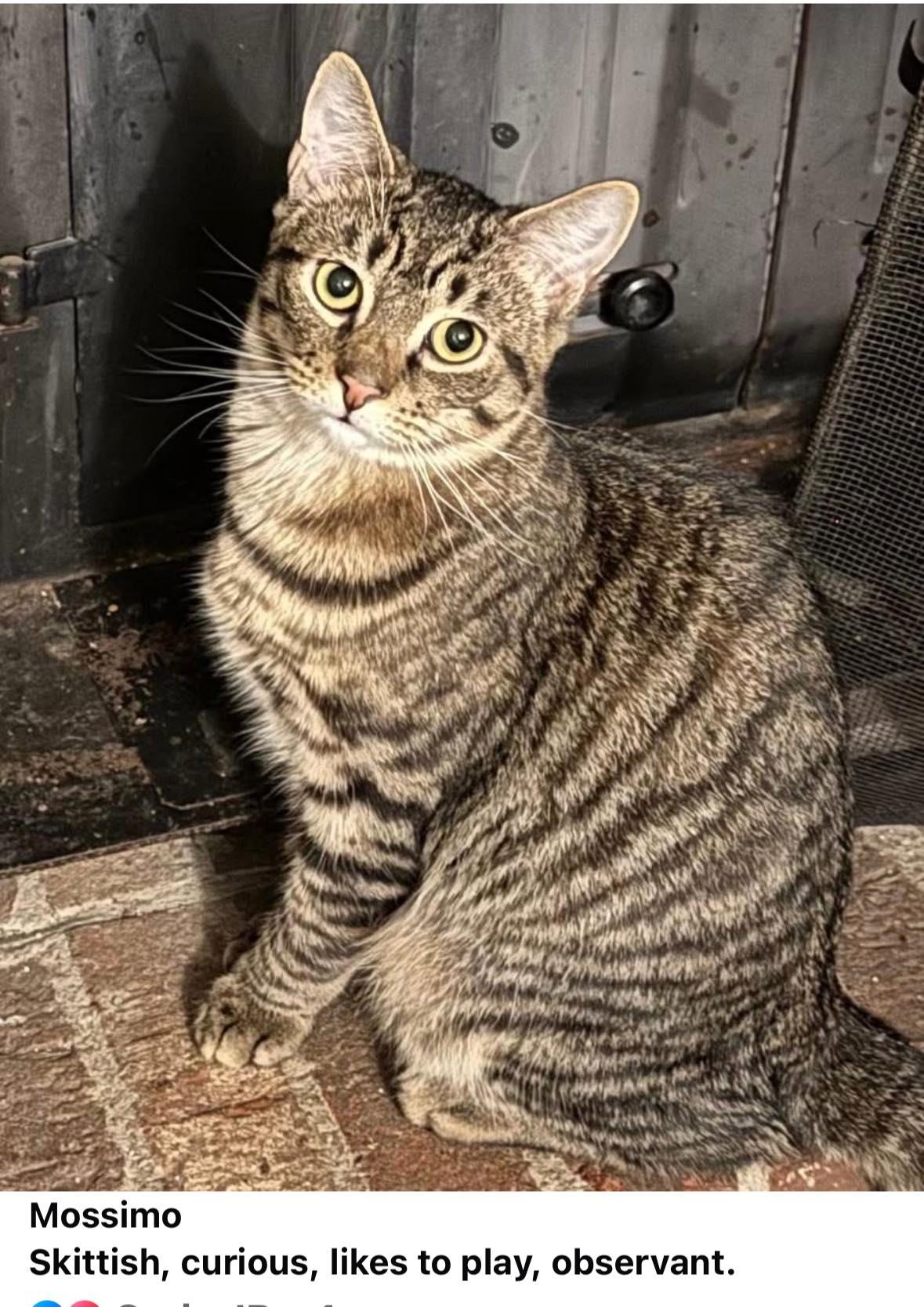Mikayla, Mariana, and Mossimo (Barn Cats), ADOPTABLE, Young Female American Shorthair.