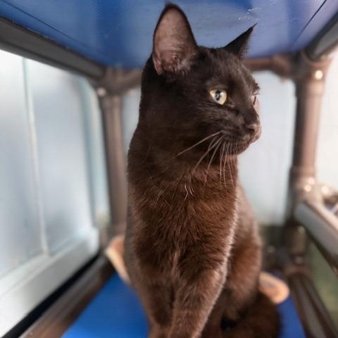 Luke, Adoptable, Young Male Domestic Short Hair.