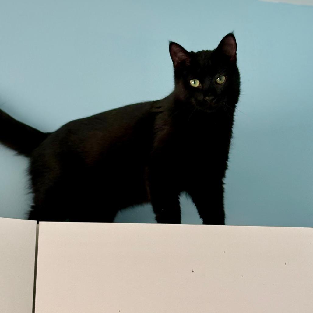 Luke, a Adoptable Domestic Short Hair in New Fairfield, CT image 2/6