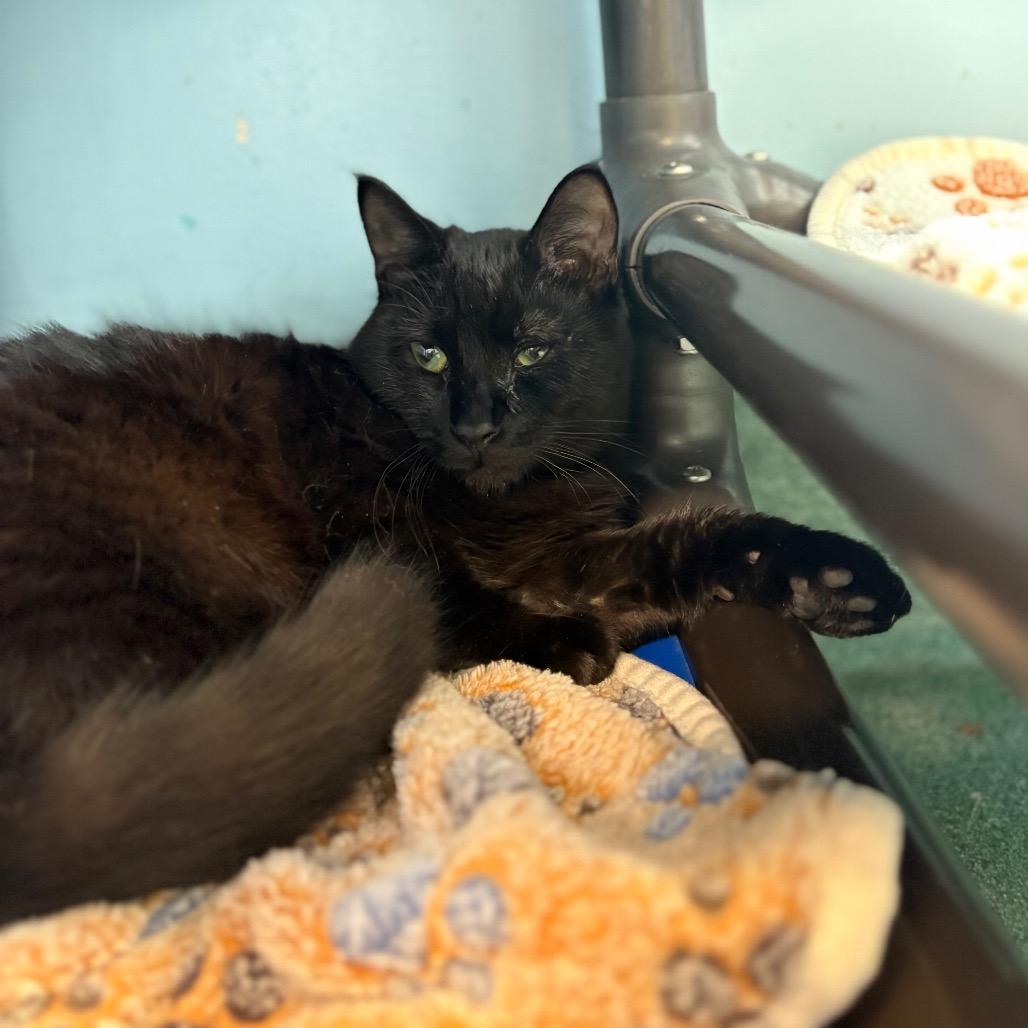 Luke, a Adoptable Domestic Short Hair in New Fairfield, CT image 3/6