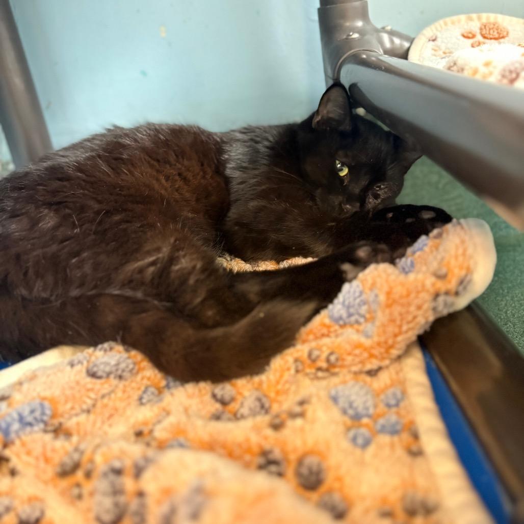 Luke, a Adoptable Domestic Short Hair in New Fairfield, CT image 4/6