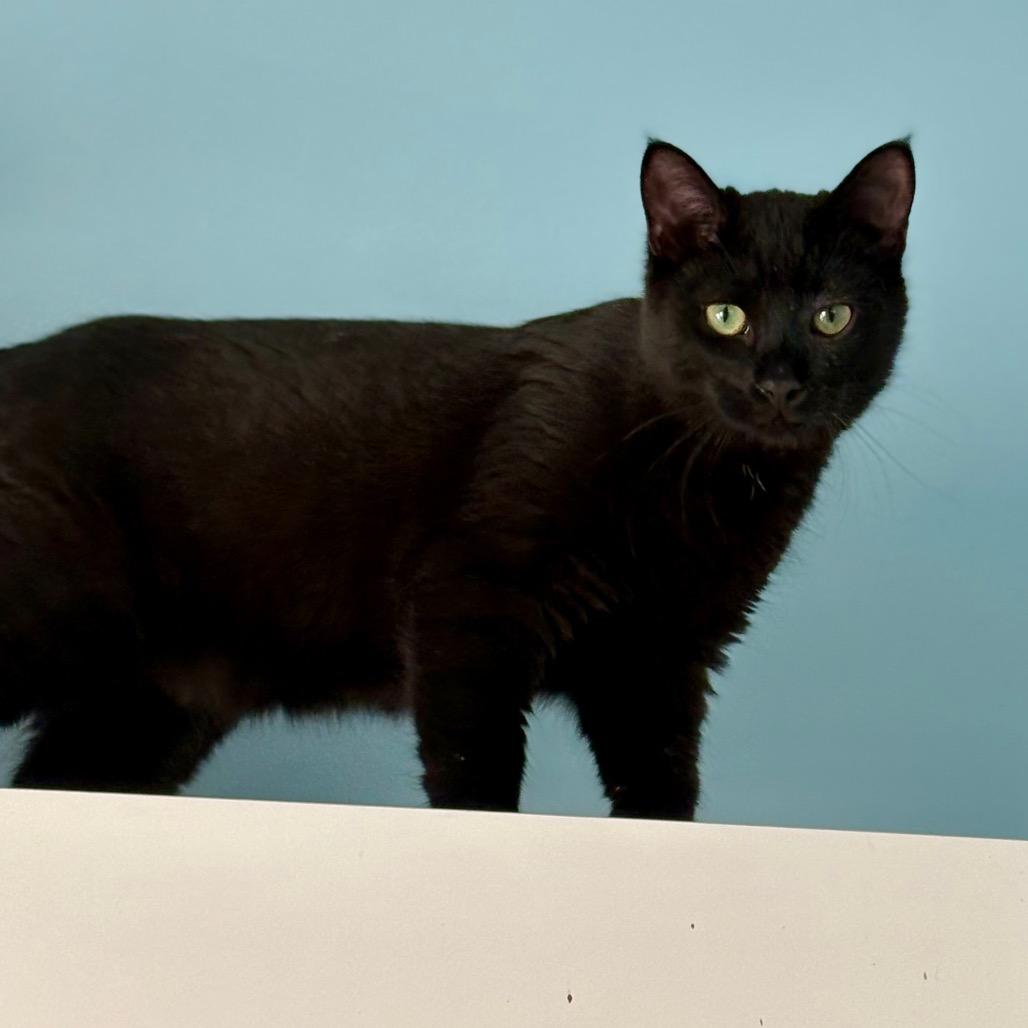 Luke, a Adoptable Domestic Short Hair in New Fairfield, CT image 5/6