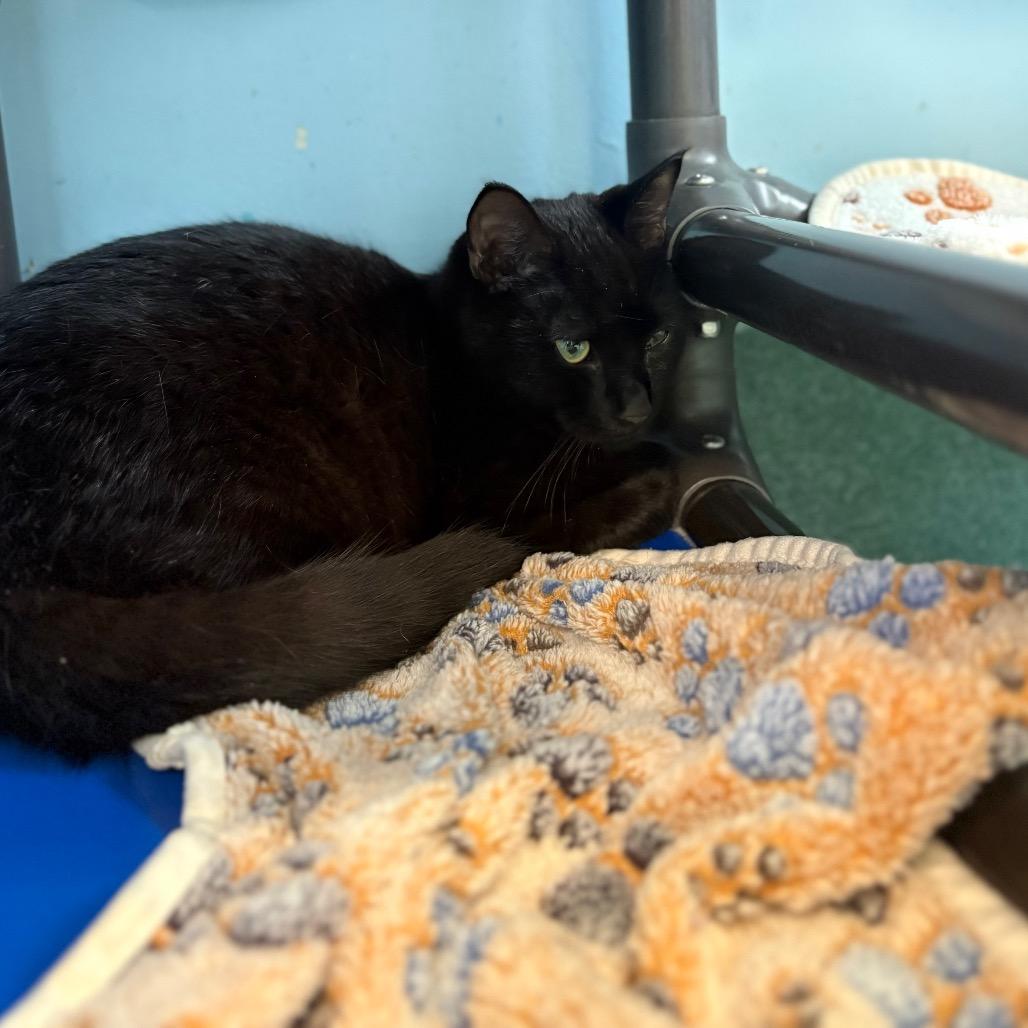 Luke, a Adoptable Domestic Short Hair in New Fairfield, CT image 6/6