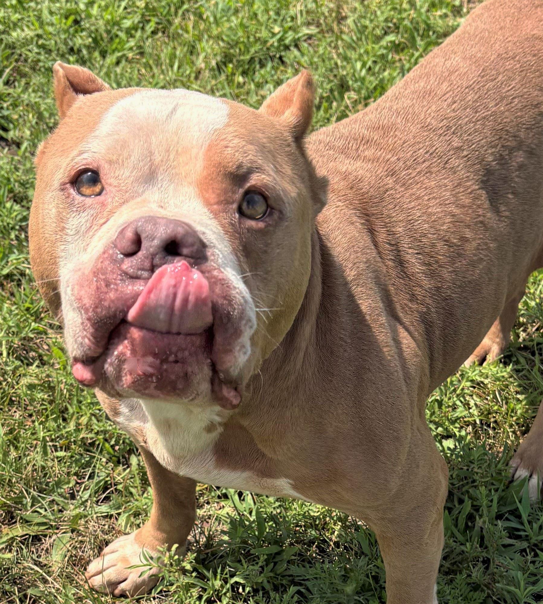 Enlarge Charm, a ADOPTABLE mixed breed in Iowa City, IA image 3/3