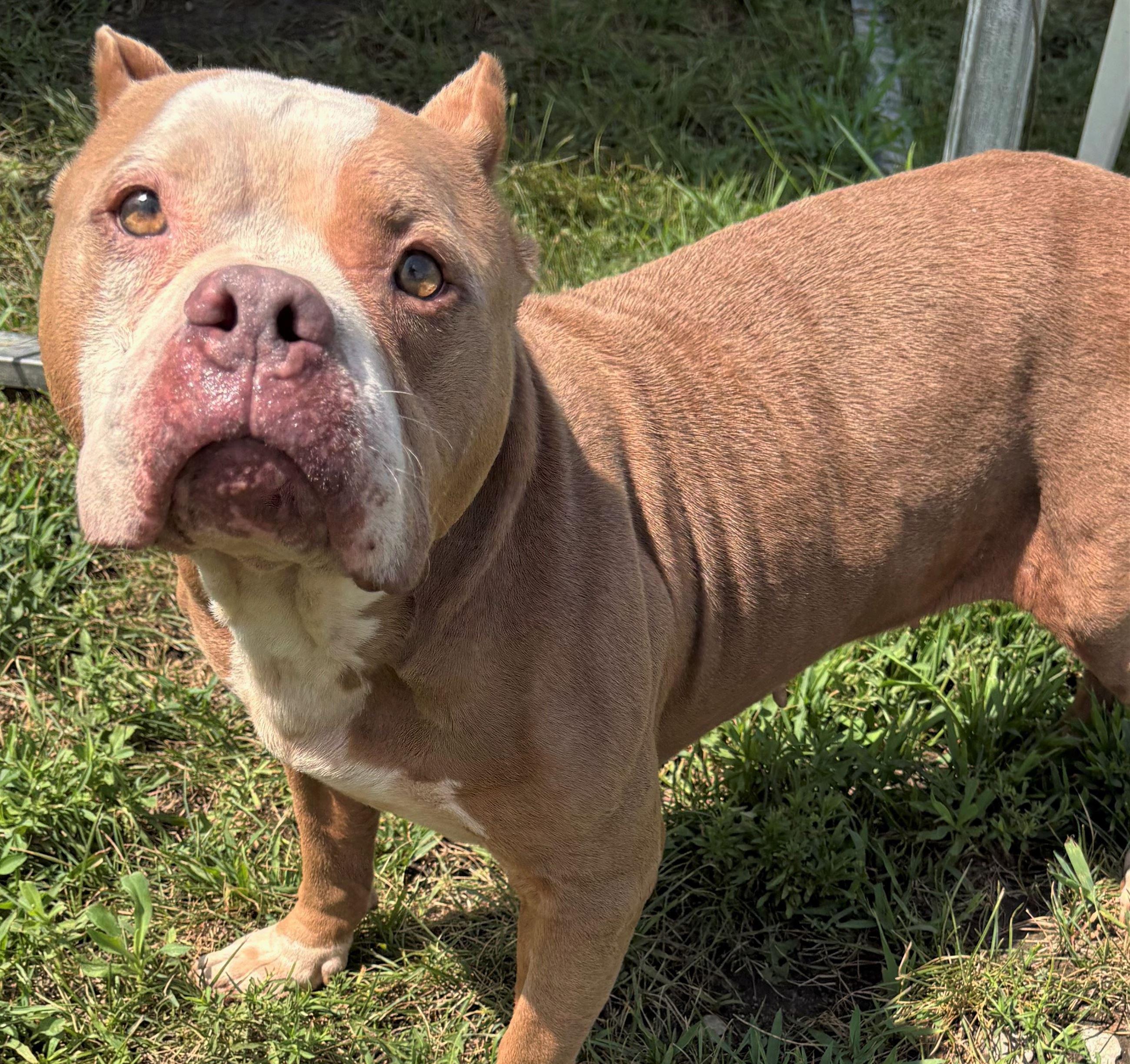 Charm, ADOPTABLE, Senior Female American Bully & Cane Corso.