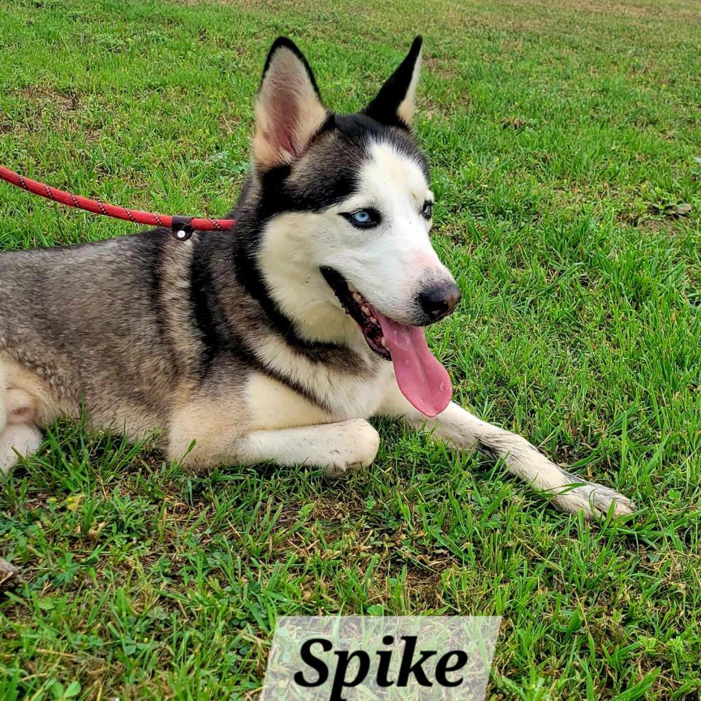 Spike JuM photo 6