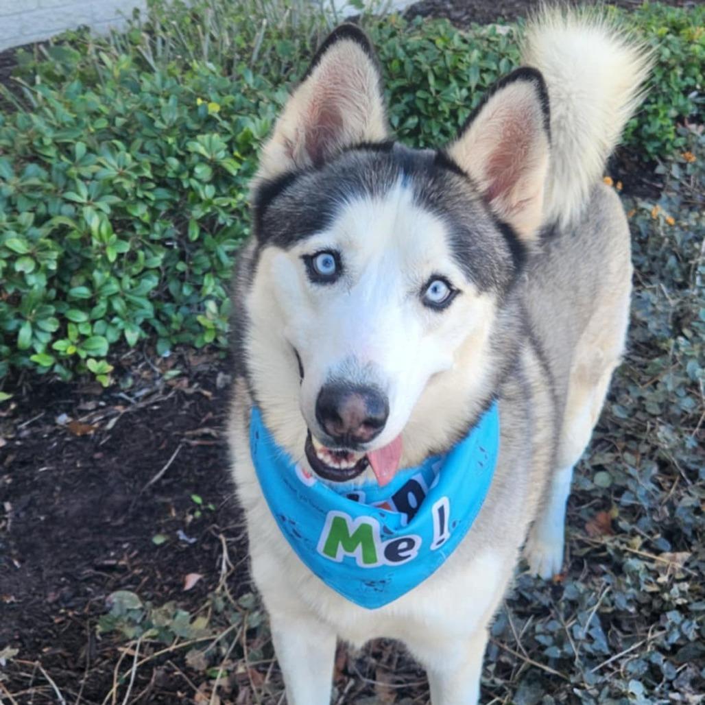 Spike JuM, Adult Male Husky