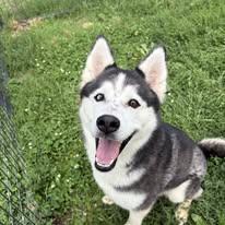 Artemis, adopted, Adult Female Husky.
