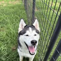 Enlarge Artemis, an adopted Husky in McPherson, KS image 5/5