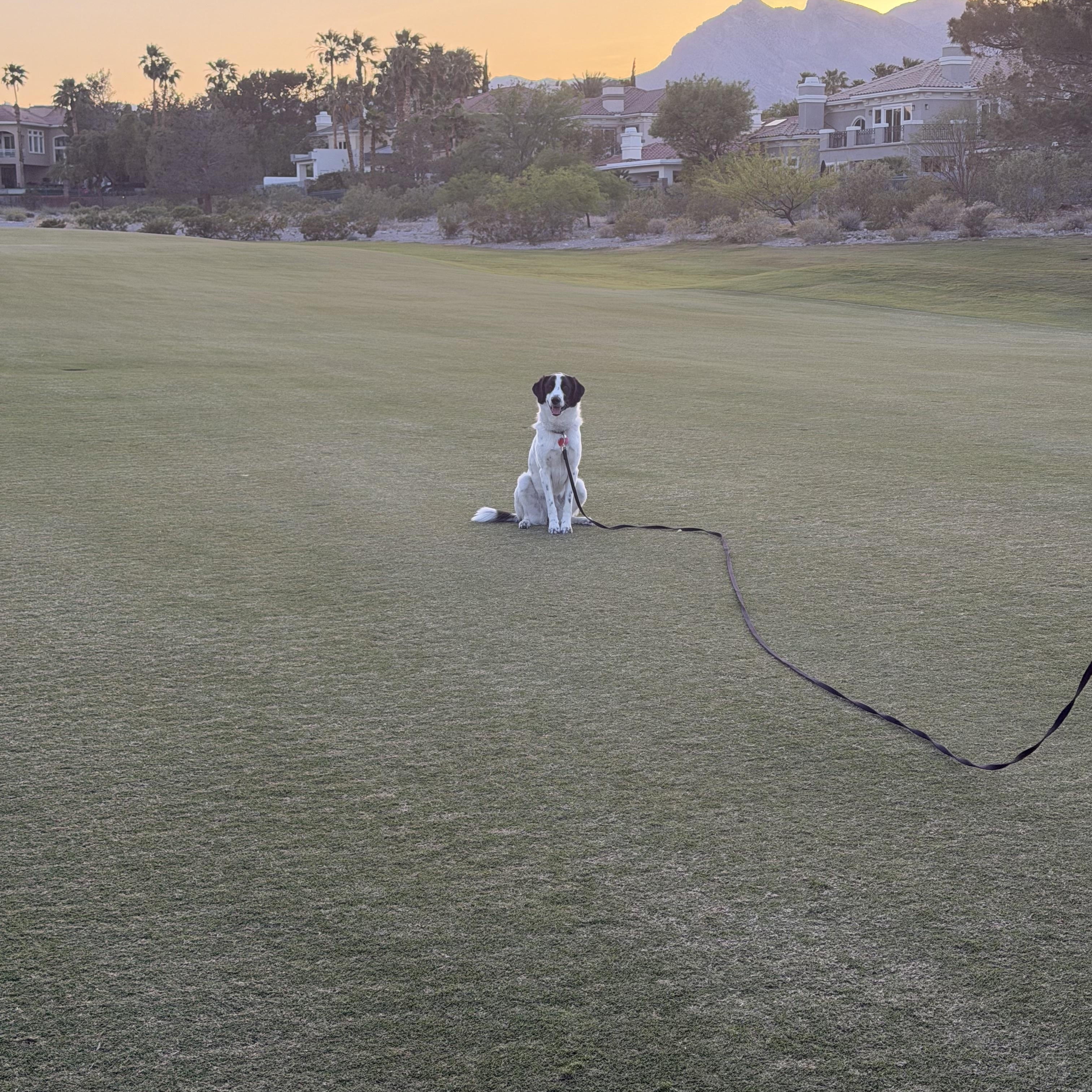 Daisy, an adopted mixed breed in Las Vegas, NV image 4/5