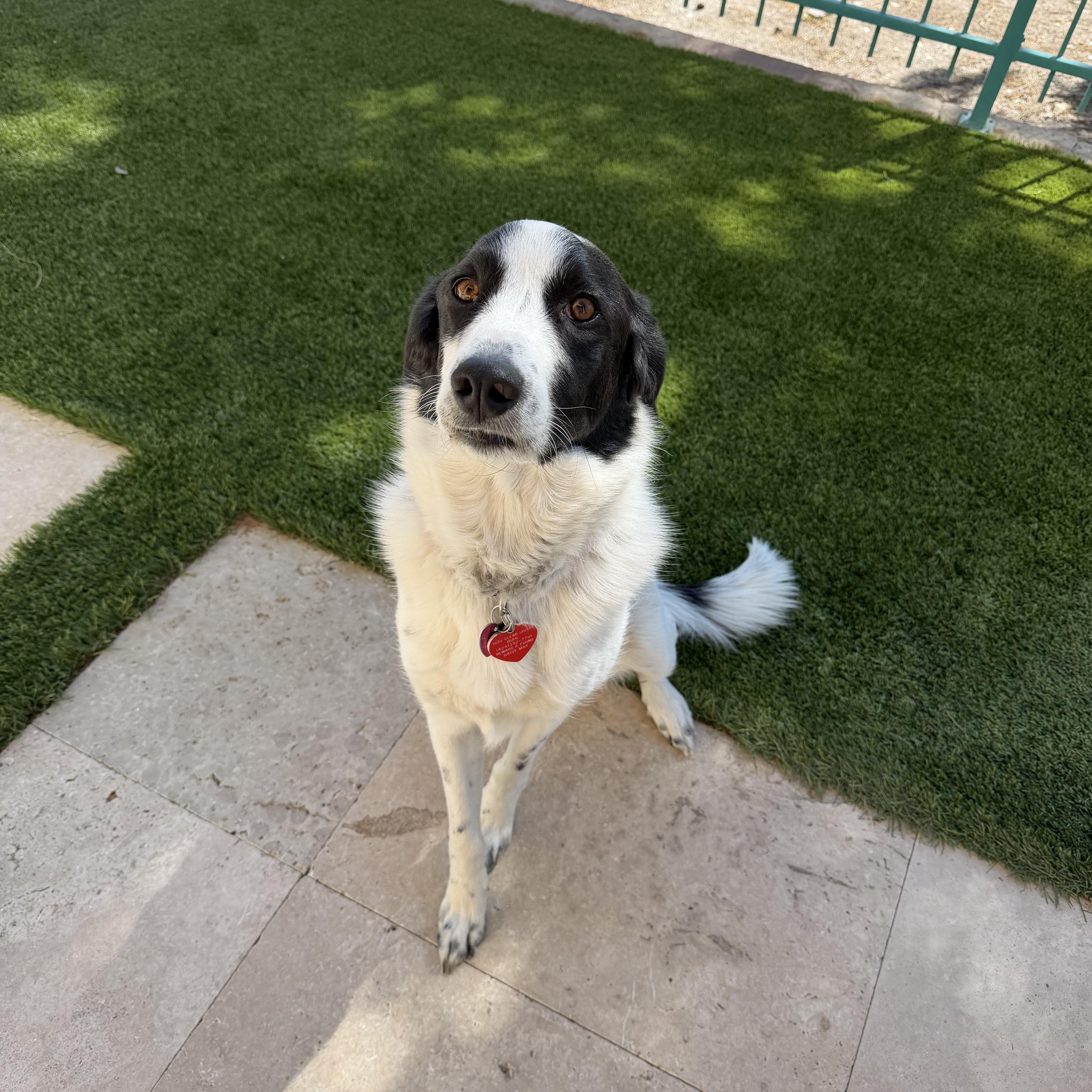Daisy, an adopted mixed breed in Las Vegas, NV image 5/5