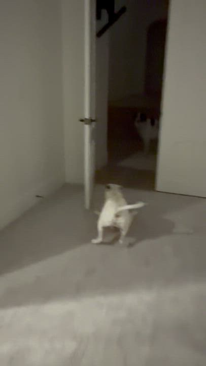 Enlarge Daisy, an adopted mixed breed in Las Vegas, NV video 3/5