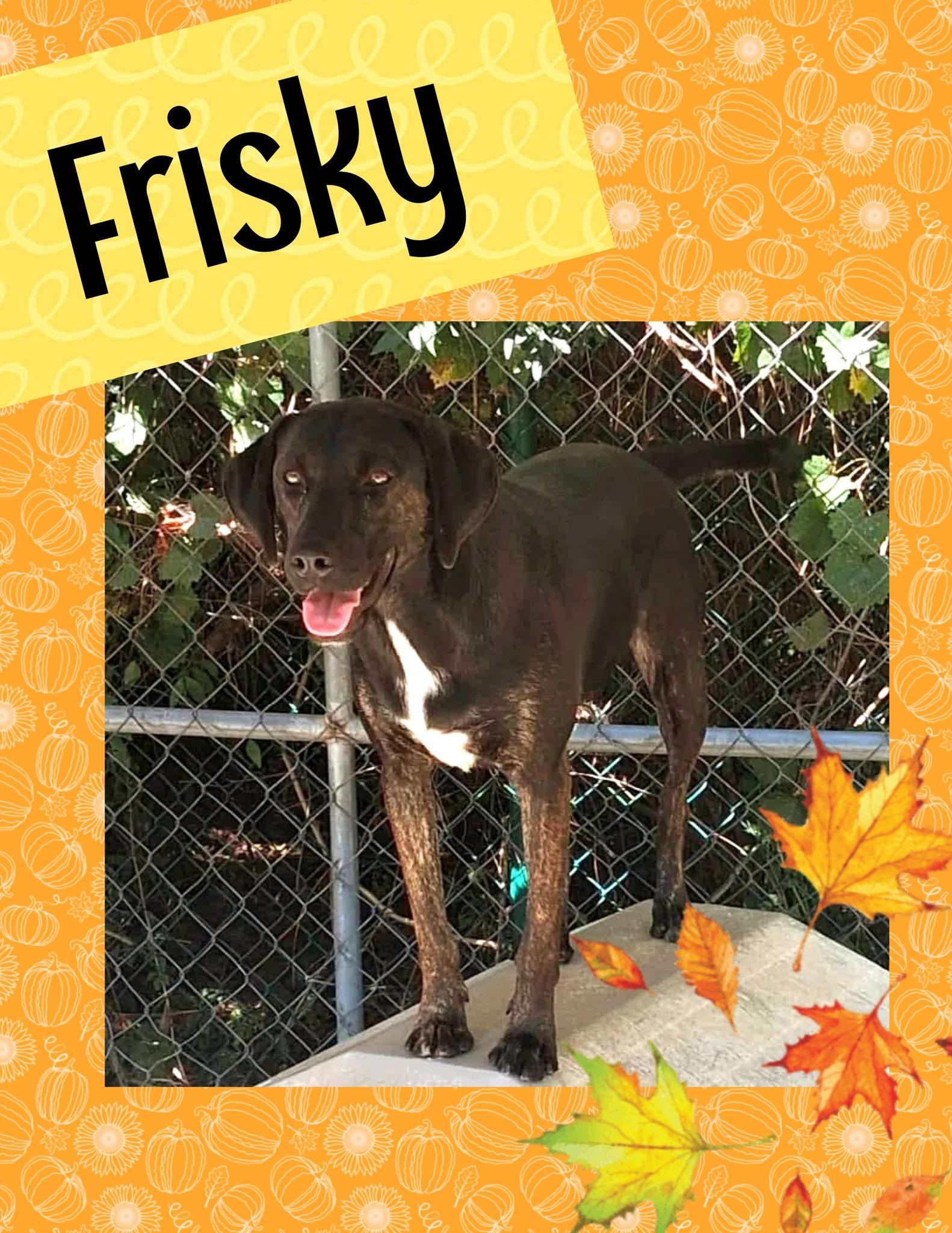 Enlarge Frisky, a Adoptable mixed breed in Ringwood, NJ image 1/1