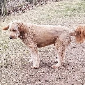milo, an adoptable Australian Shepherd, Miniature Poodle in Tottenham, ON, L0G 1W0 | Photo Image 5
