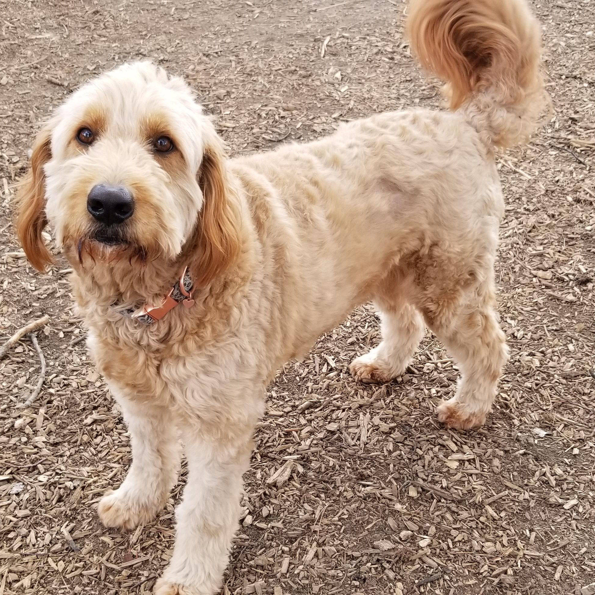 milo, an adoptable Australian Shepherd, Miniature Poodle in Tottenham, ON, L0G 1W0 | Photo Image 1
