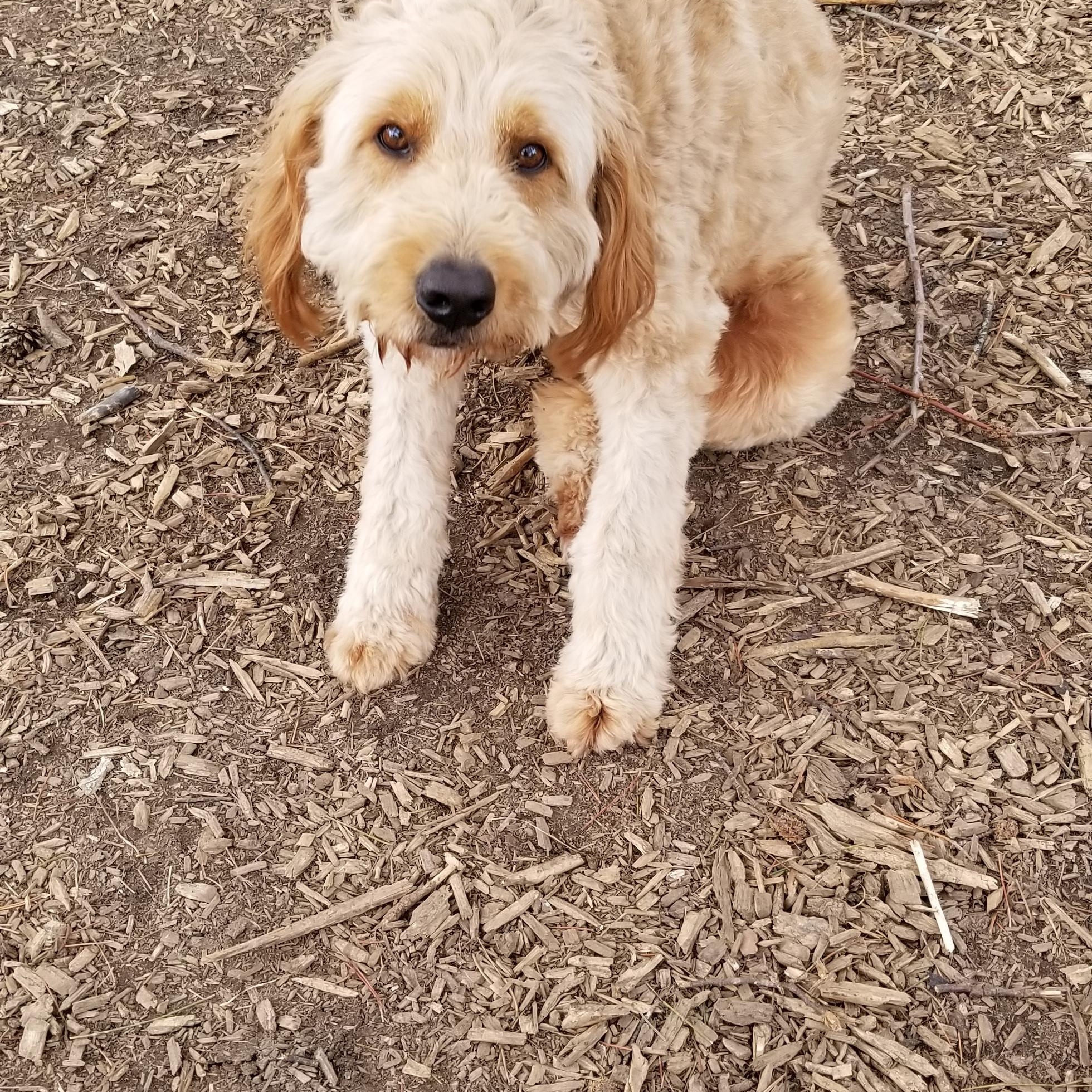 milo, an adoptable Australian Shepherd, Miniature Poodle in Tottenham, ON, L0G 1W0 | Photo Image 3