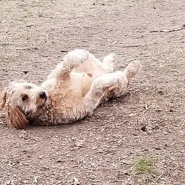 milo, an adopted mixed breed in Tottenham, ON image 4/5