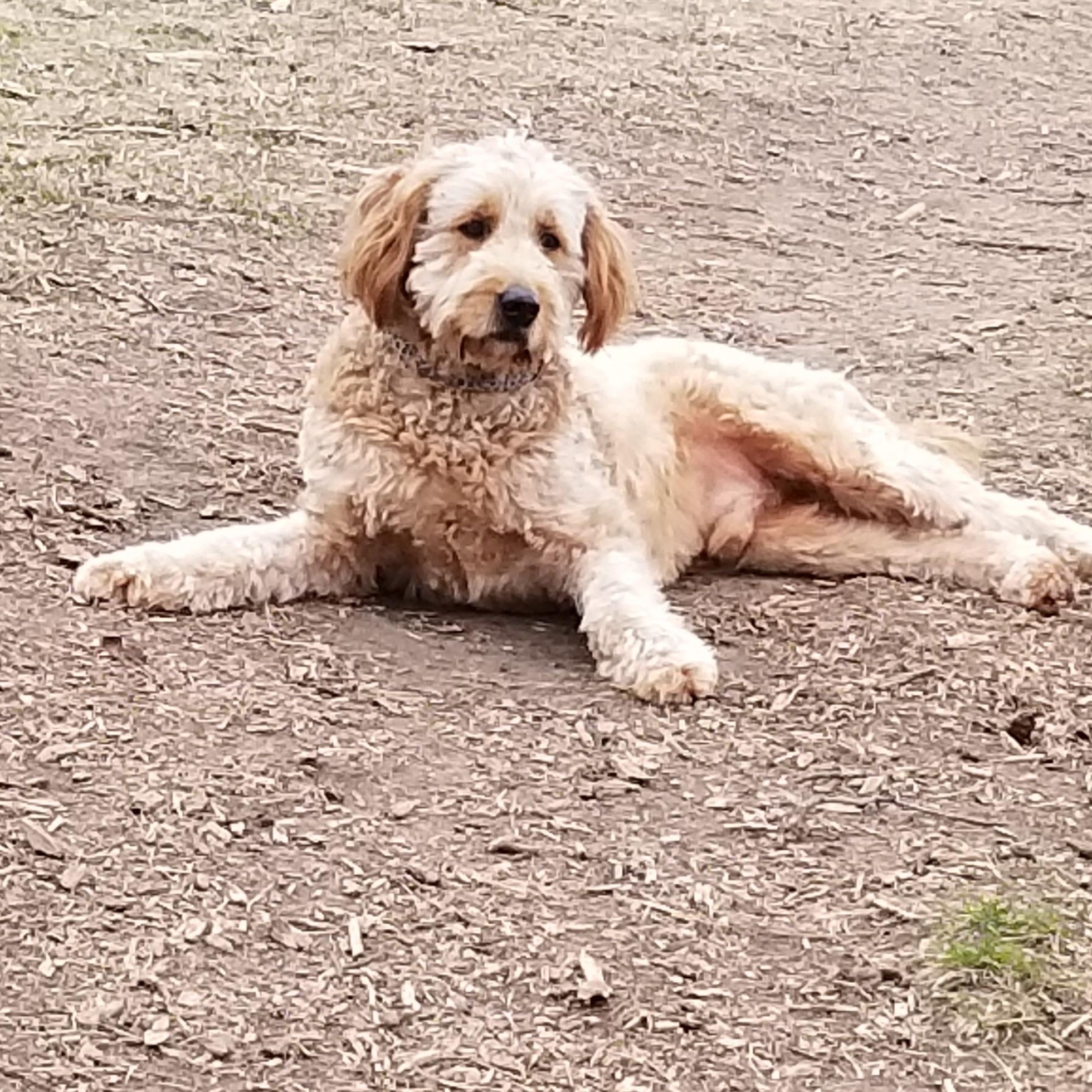 milo, an adopted mixed breed in Tottenham, ON image 5/5
