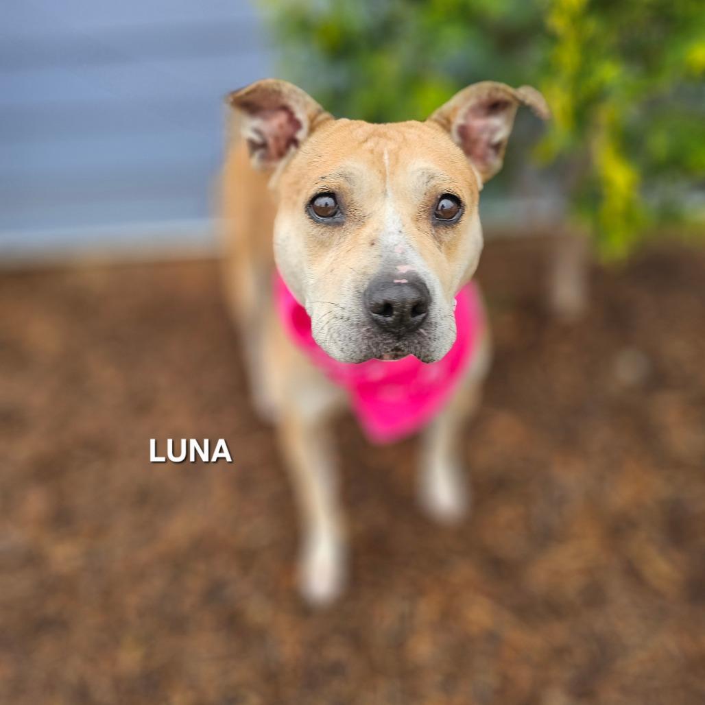 Enlarge Luna, a Adoptable mixed breed in Phoenix, AZ image 1/4